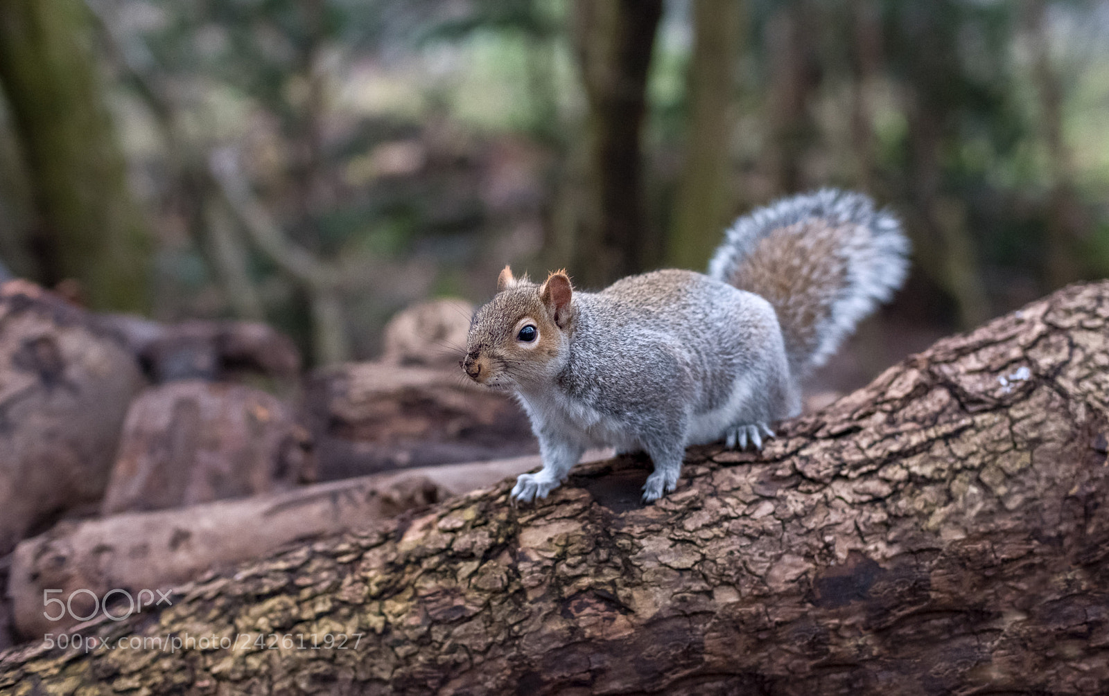 Fujifilm X-T2 sample photo. Squirrel photography