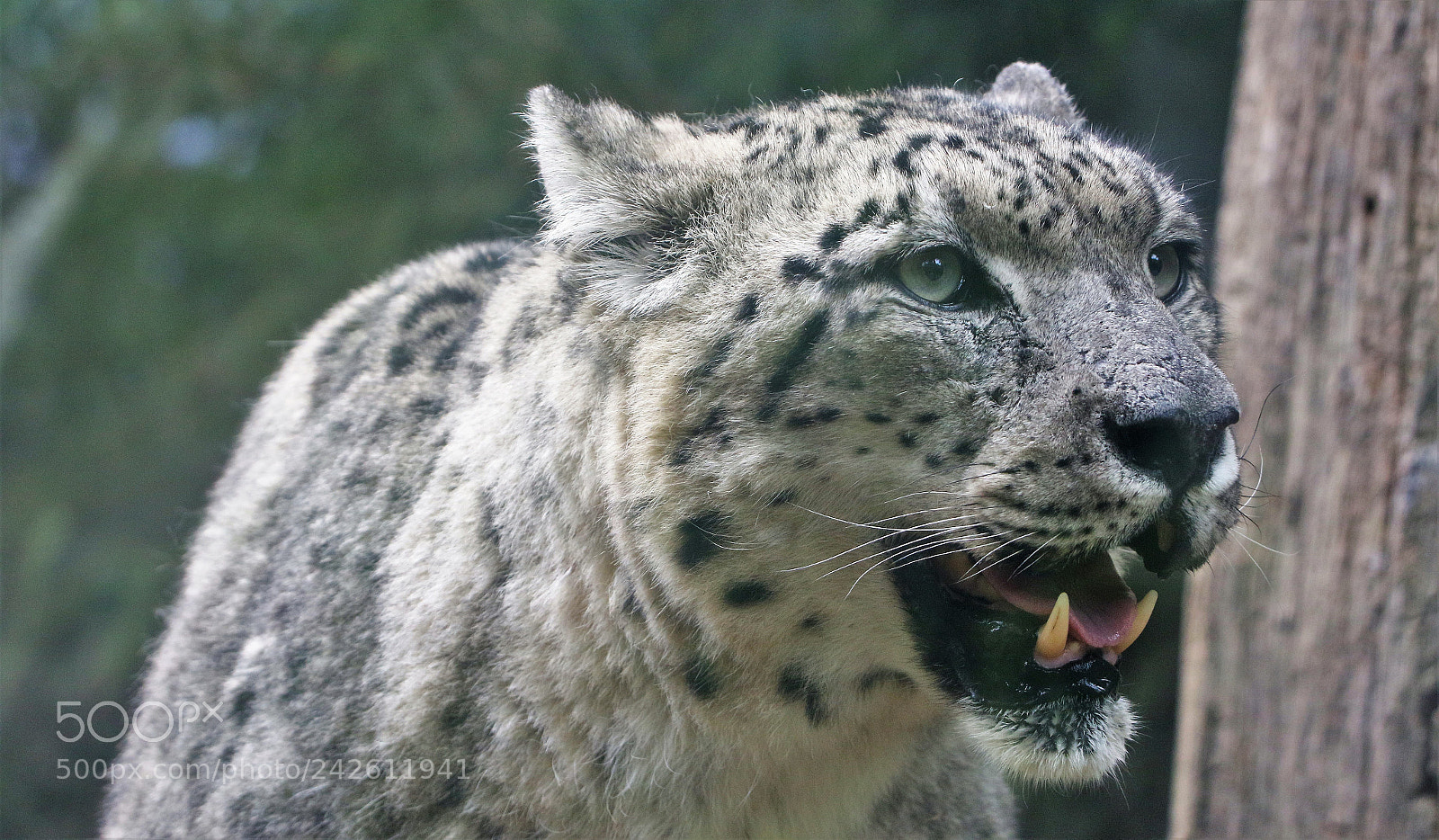 Canon EOS 7D Mark II sample photo. Snow leopard photography