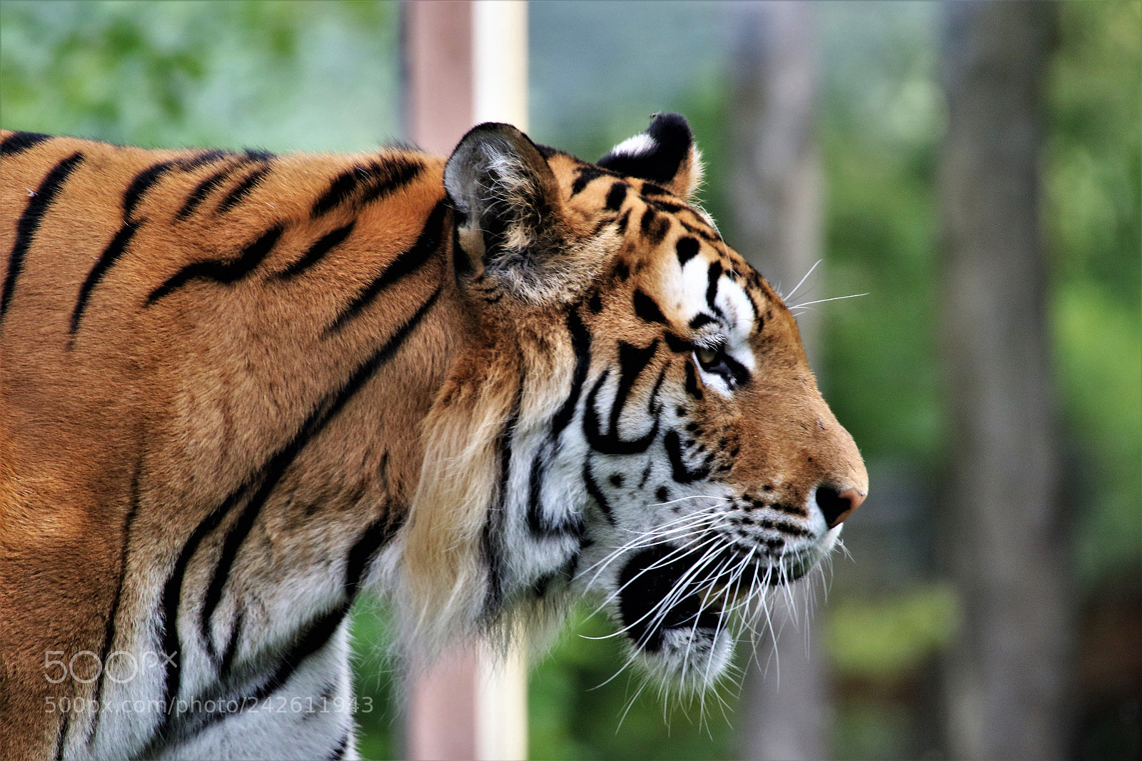 Canon EOS 7D Mark II sample photo. Bengal tiger photography