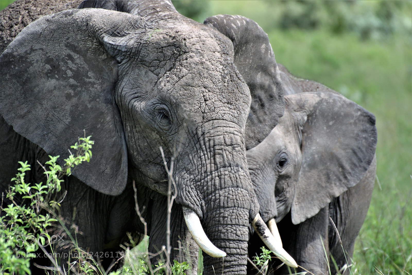 Canon EOS 7D Mark II sample photo. Elephant photography