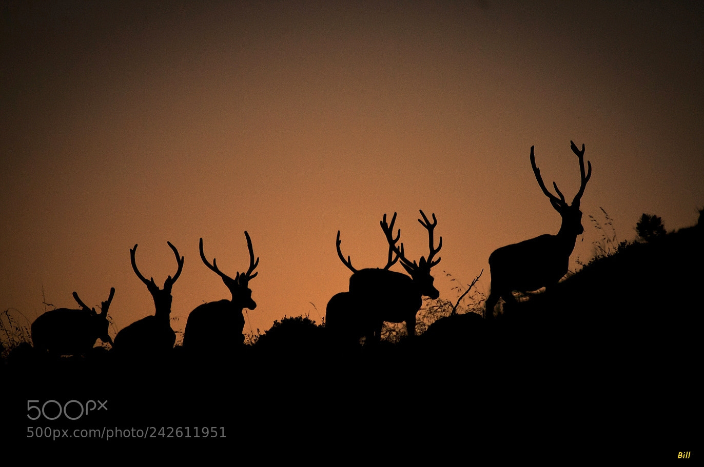 Nikon D300S sample photo. Deers at dusk photography
