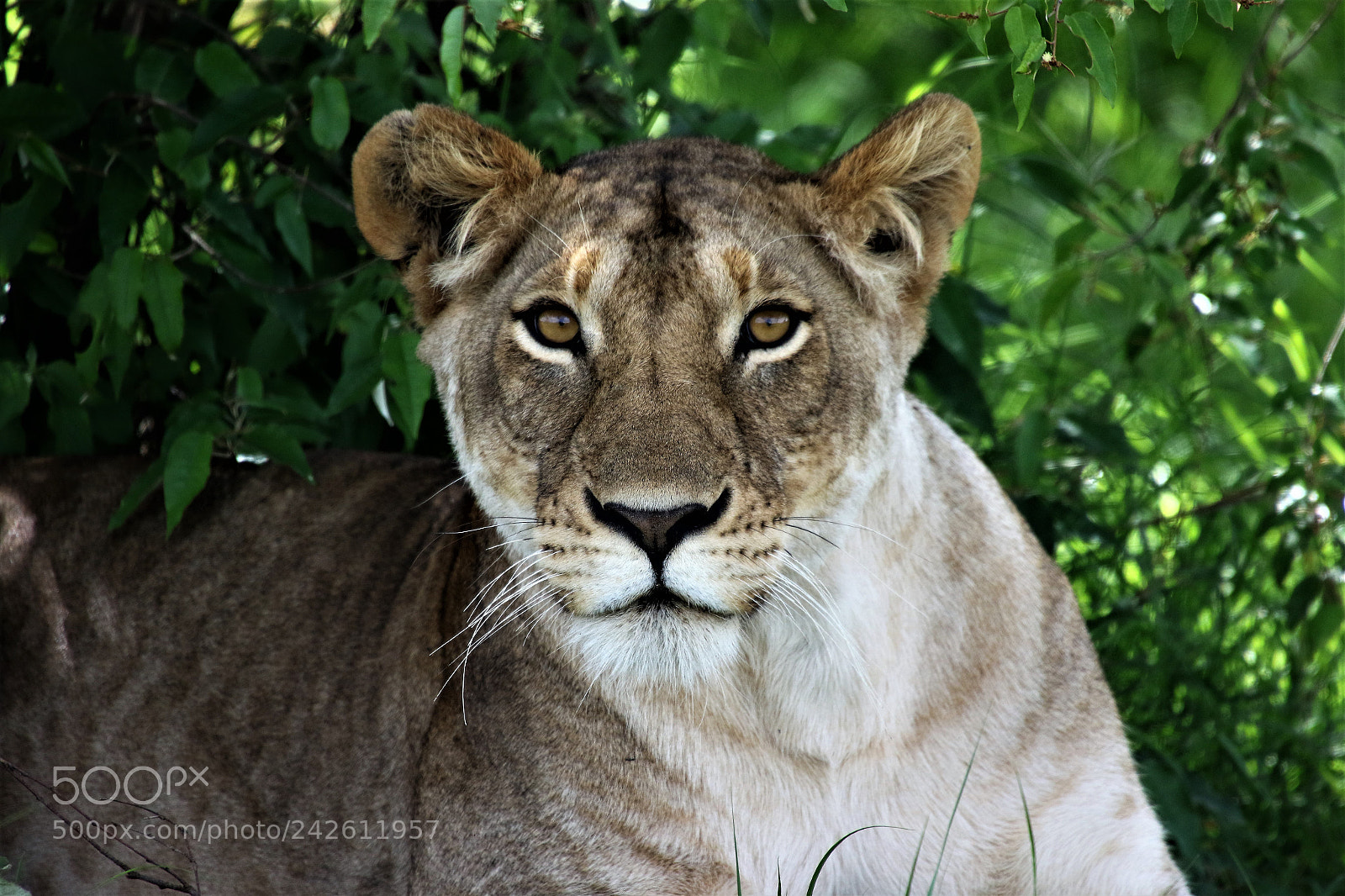 Canon EOS 7D Mark II sample photo. Lioness photography