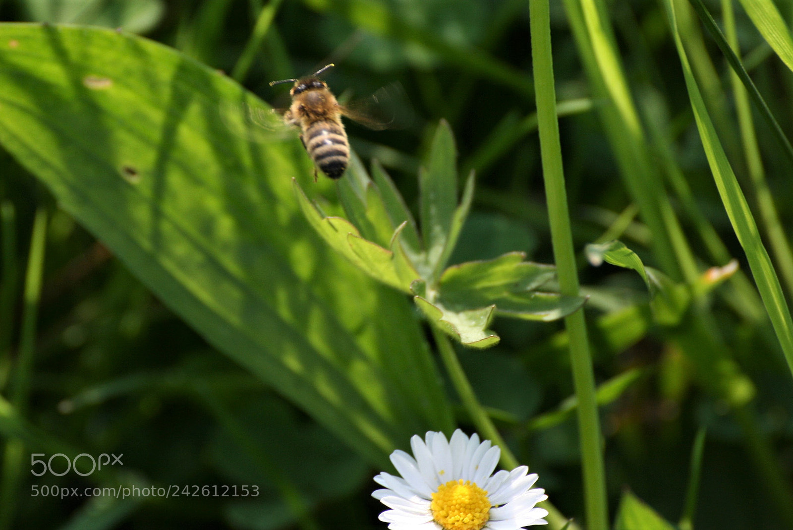 Canon EOS 400D (EOS Digital Rebel XTi / EOS Kiss Digital X) sample photo. Now my little photogrphic photography