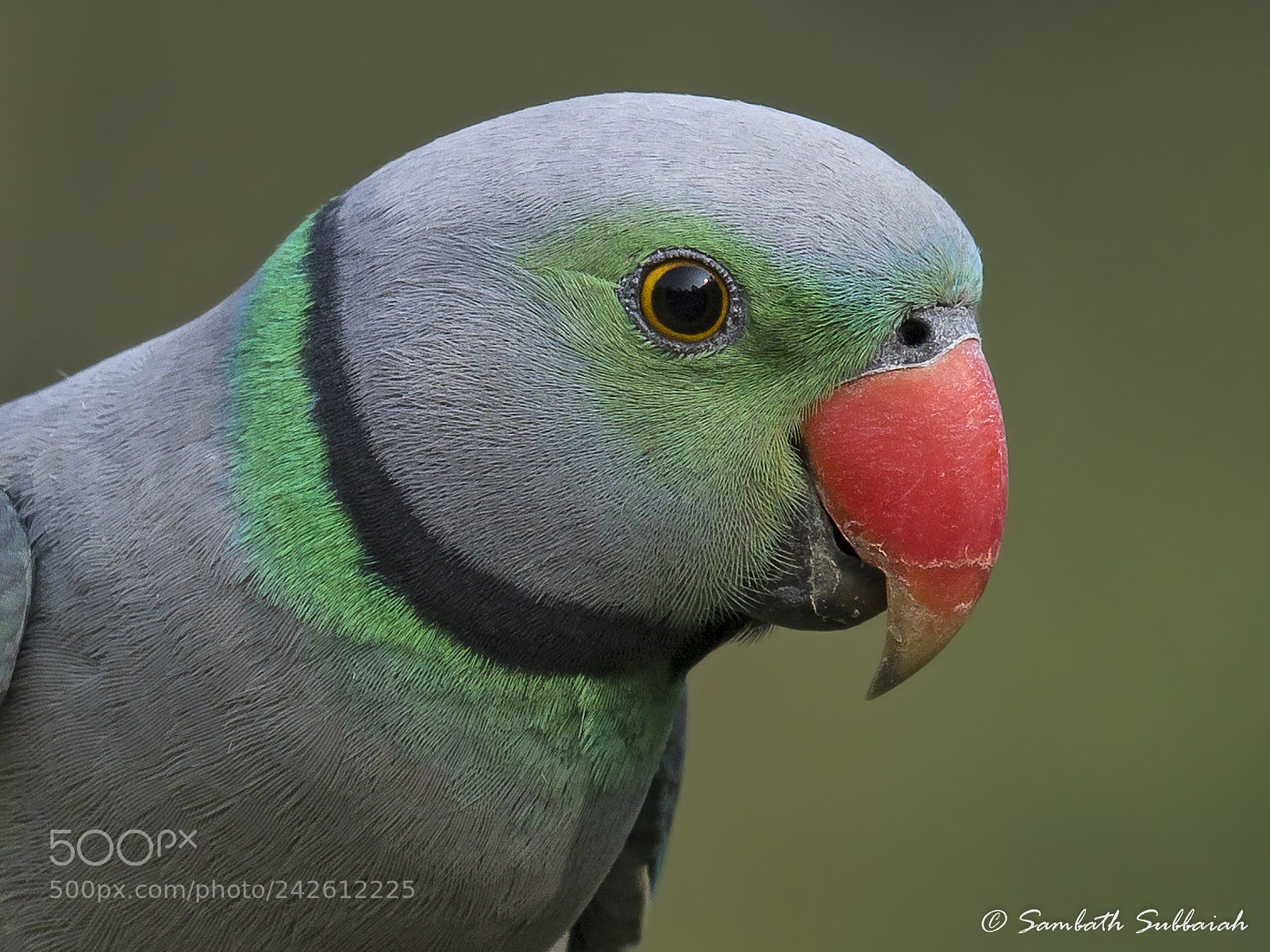 Canon EOS 7D Mark II sample photo. Malabar parakeet male portrait photography