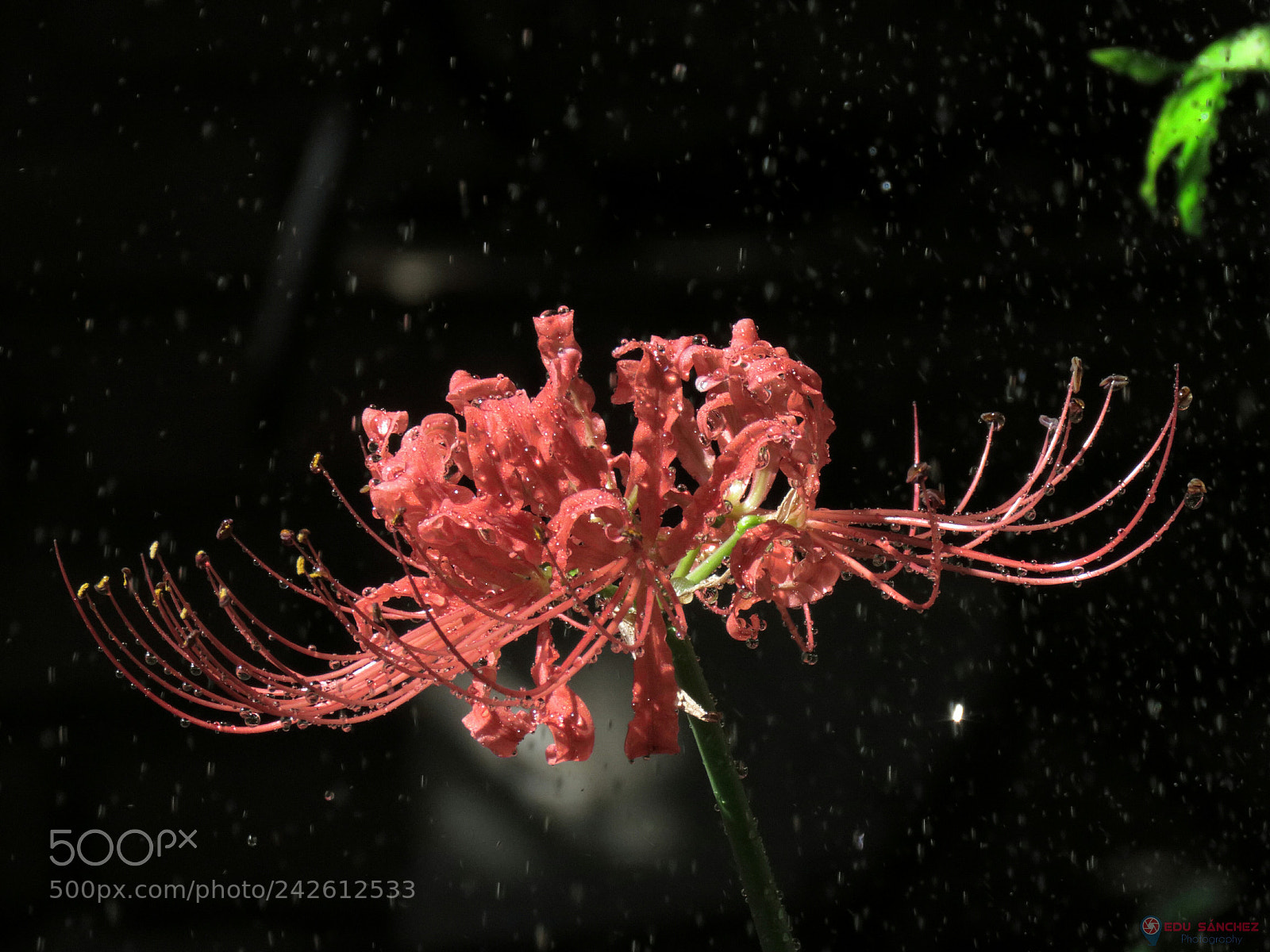 Canon PowerShot SX60 HS sample photo. Lycoris radiata photography