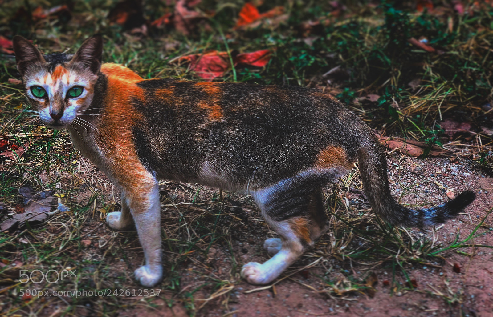Apple iPhone X sample photo. Untitled photography