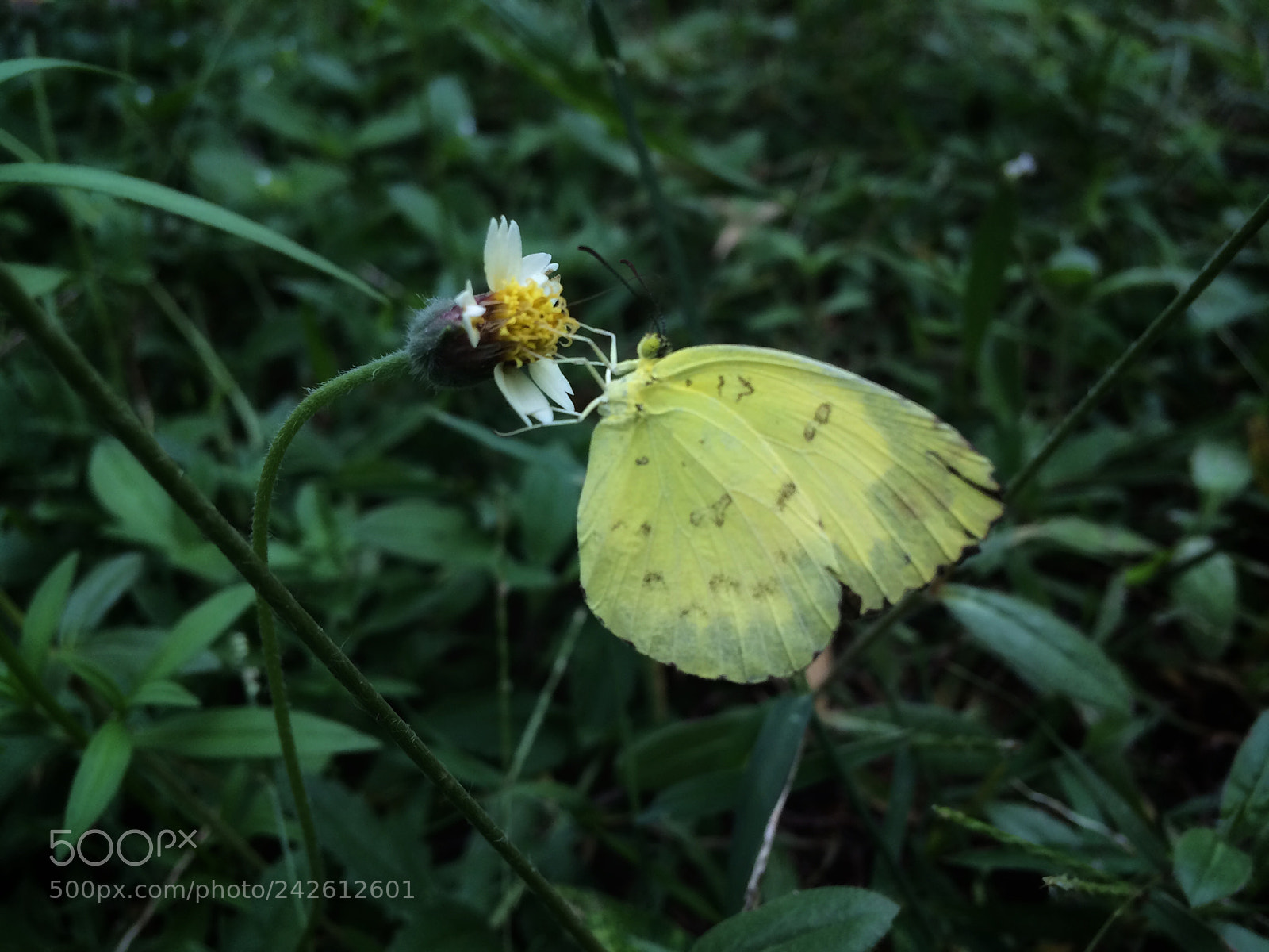 Apple iPhone 5s sample photo. Butterfly photography