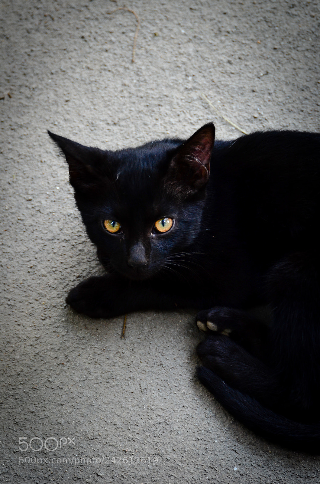 Nikon D5100 sample photo. Cat photography