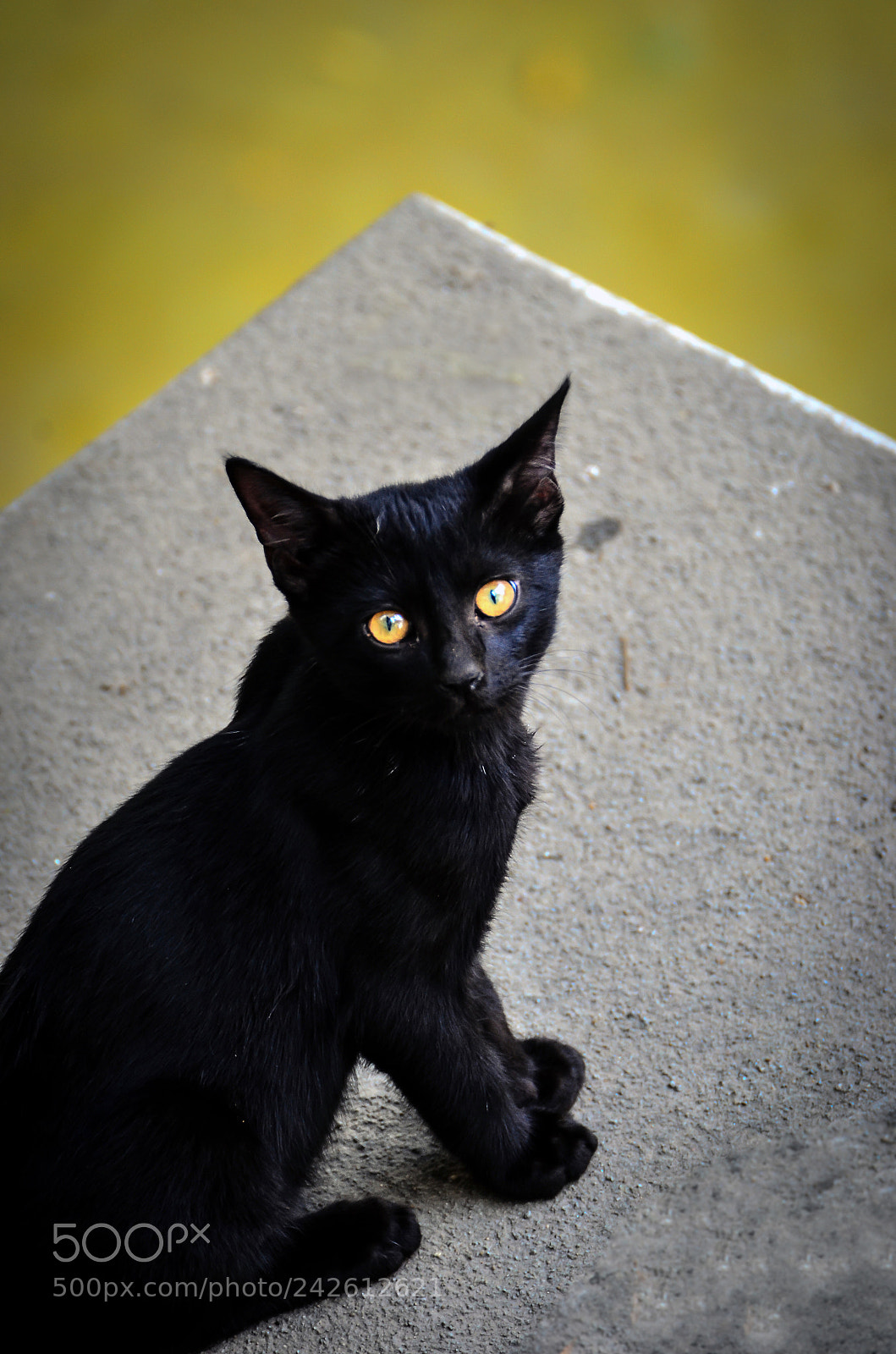 Nikon D5100 sample photo. Cat photography