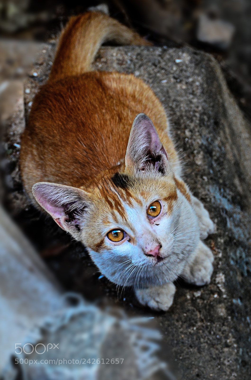 Nikon D5100 sample photo. Cat photography