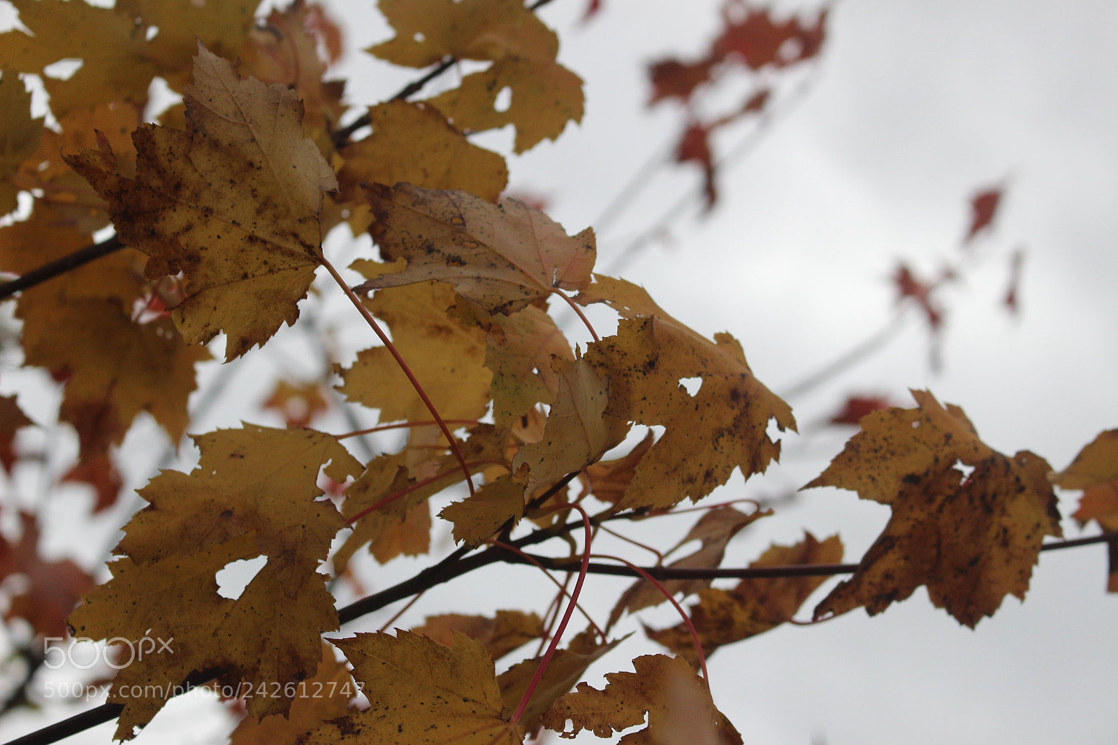 Canon EOS 100D (EOS Rebel SL1 / EOS Kiss X7) sample photo. Img photography