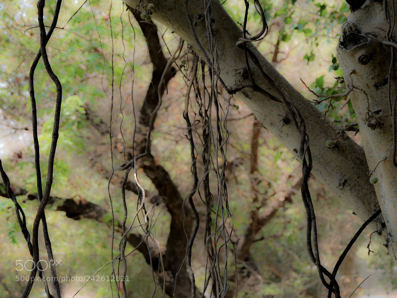Panasonic DMC-G70 sample photo. Jungle tree photography