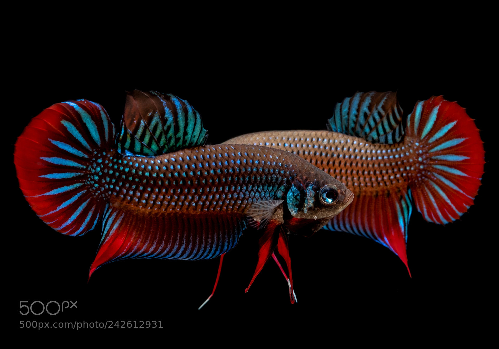 Fujifilm X-T2 sample photo. Fighting fish photography
