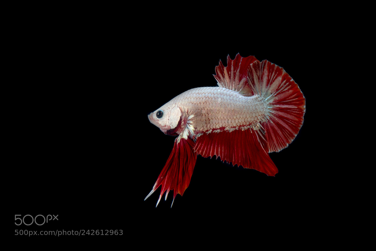 Fujifilm X-T2 sample photo. Fighting fish photography