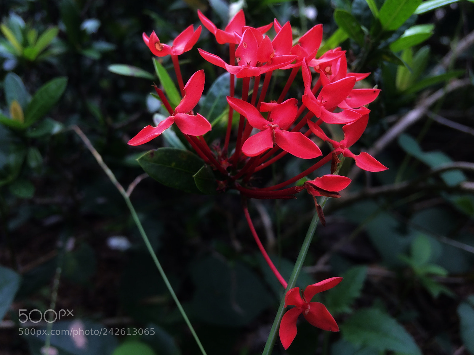 Apple iPhone 5s sample photo. Flowers in red photography