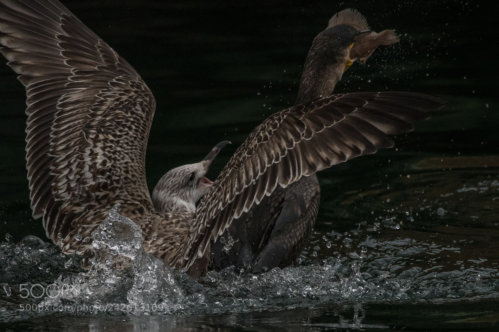 Nikon D500 sample photo. Fight for food photography