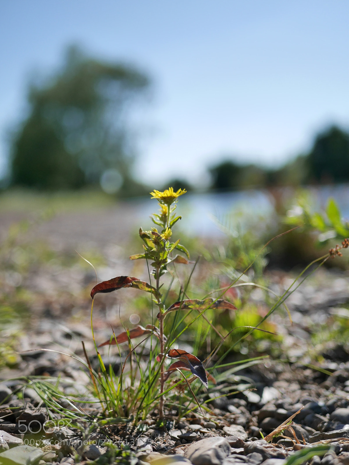 Panasonic Lumix DMC-GM1 sample photo. Dandelion photography