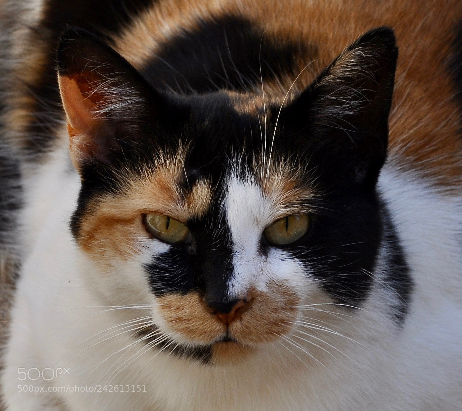 Nikon D90 sample photo. Mimi photography