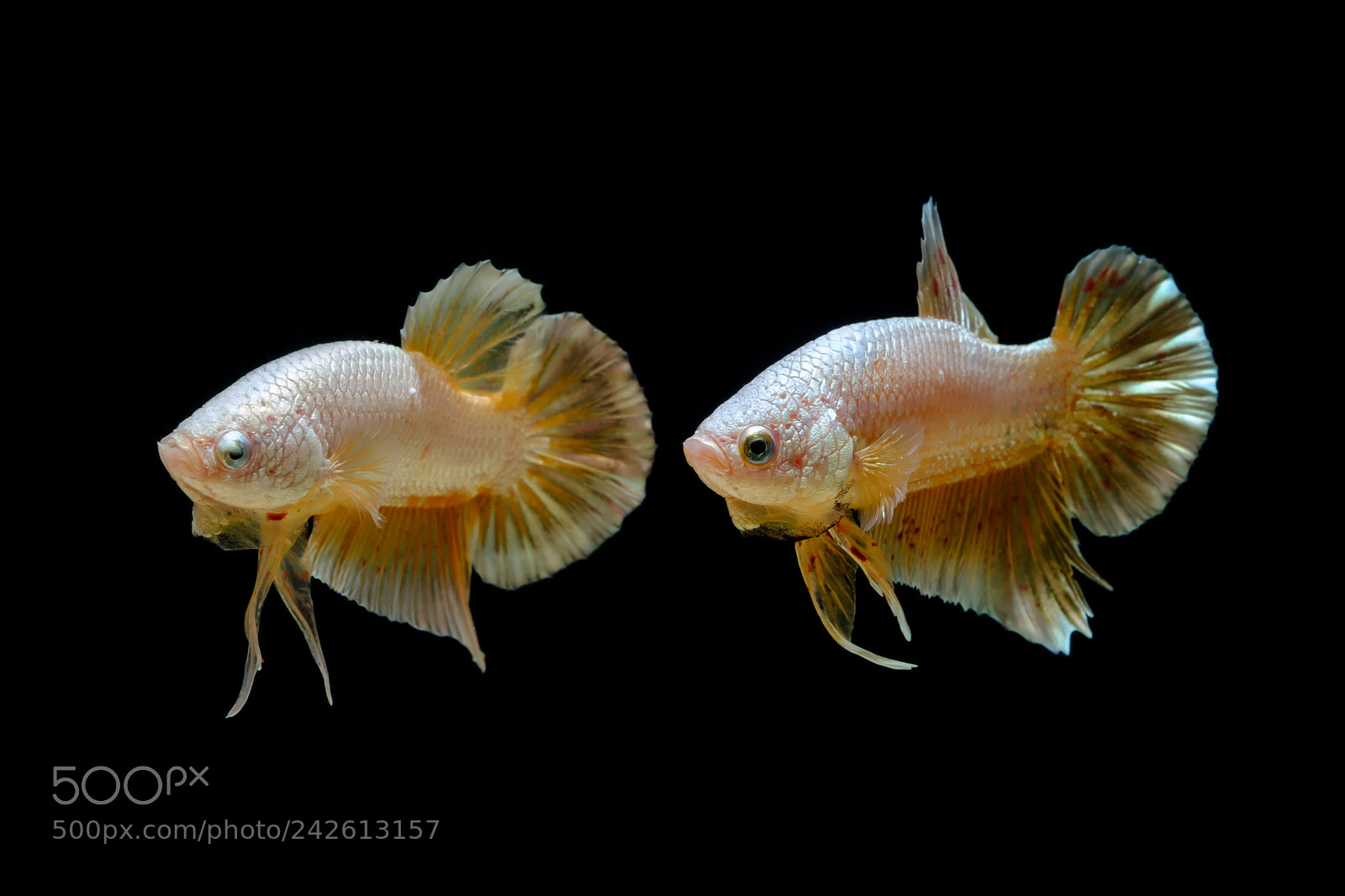 Fujifilm X-T2 sample photo. Fighting fish photography