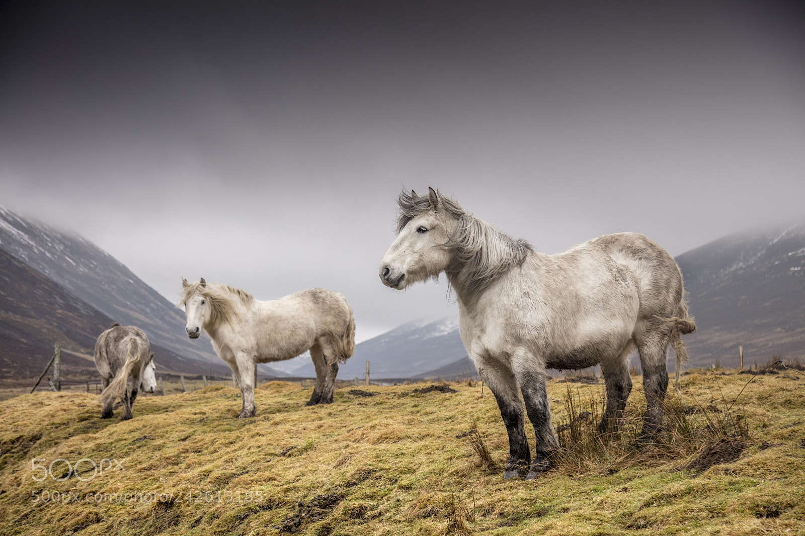Canon EOS 5DS sample photo. The wilds of scotland photography