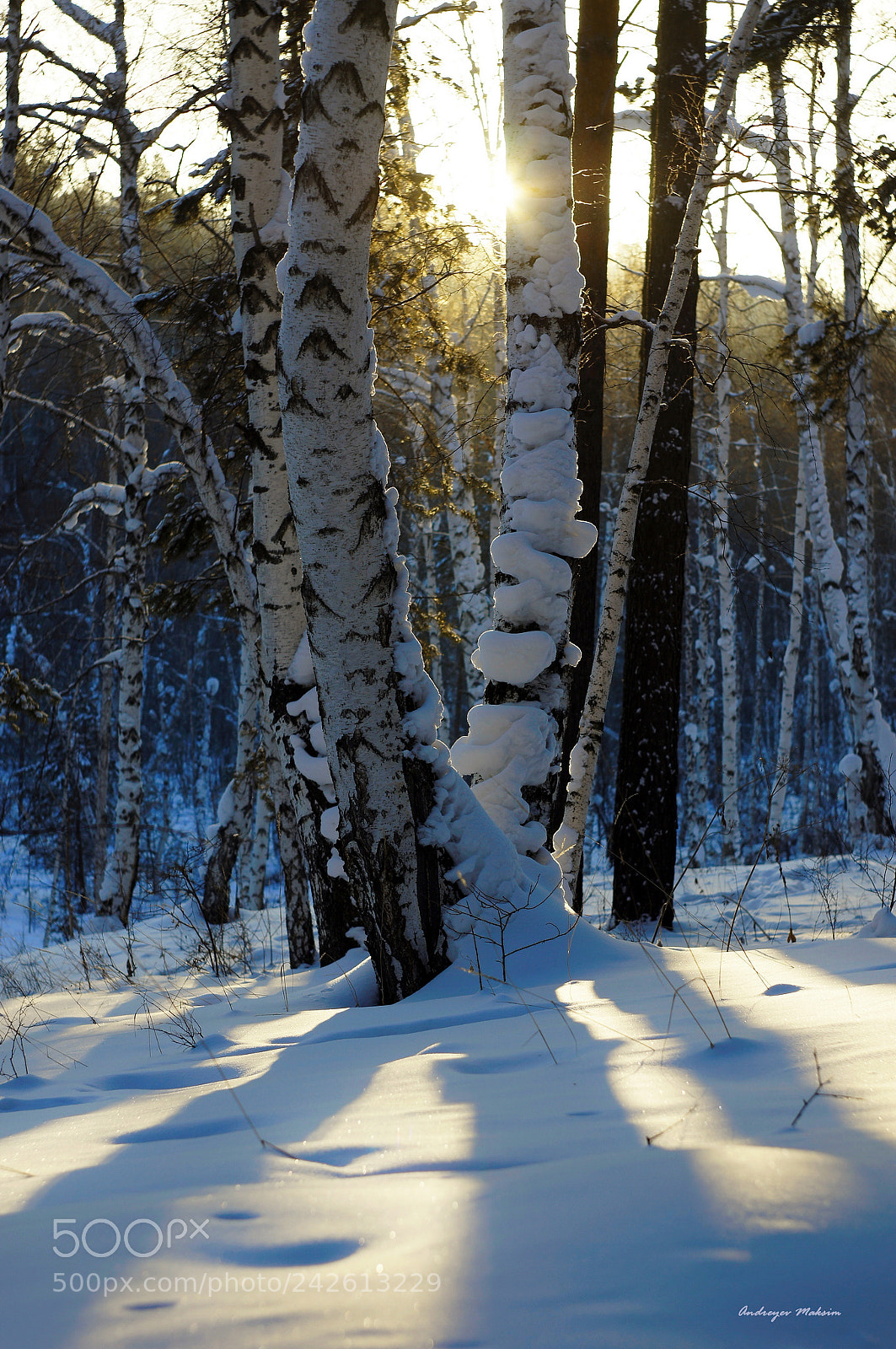 Sony Alpha DSLR-A580 sample photo. Просто красивая зима! the beautiful winter! photography