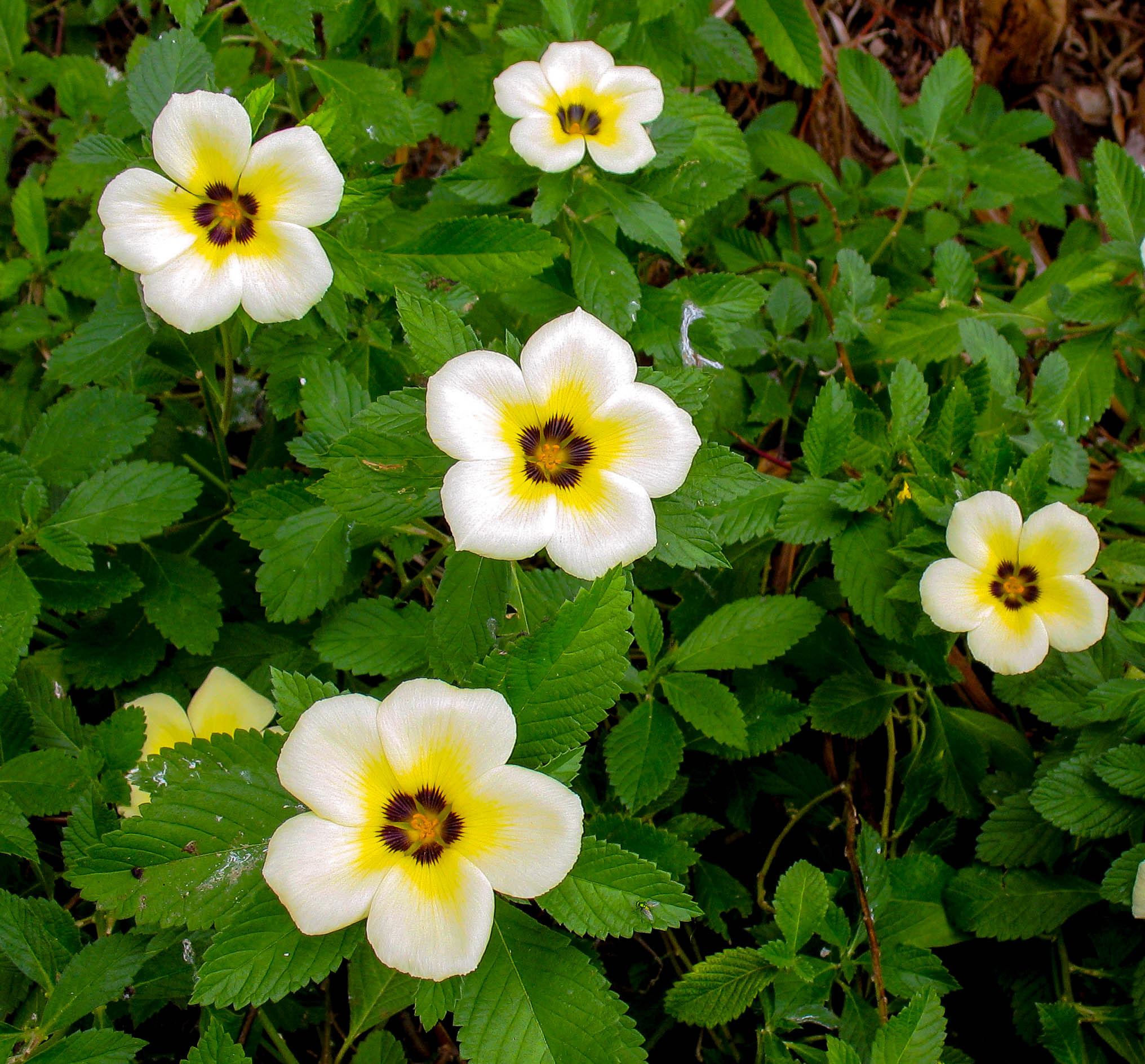 Canon POWERSHOT A630 sample photo. Tropical flowers photography