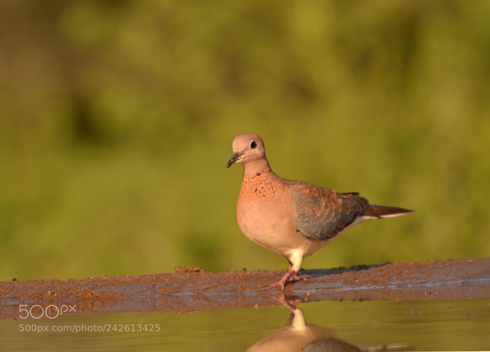 Nikon D7100 sample photo. Dove. photography