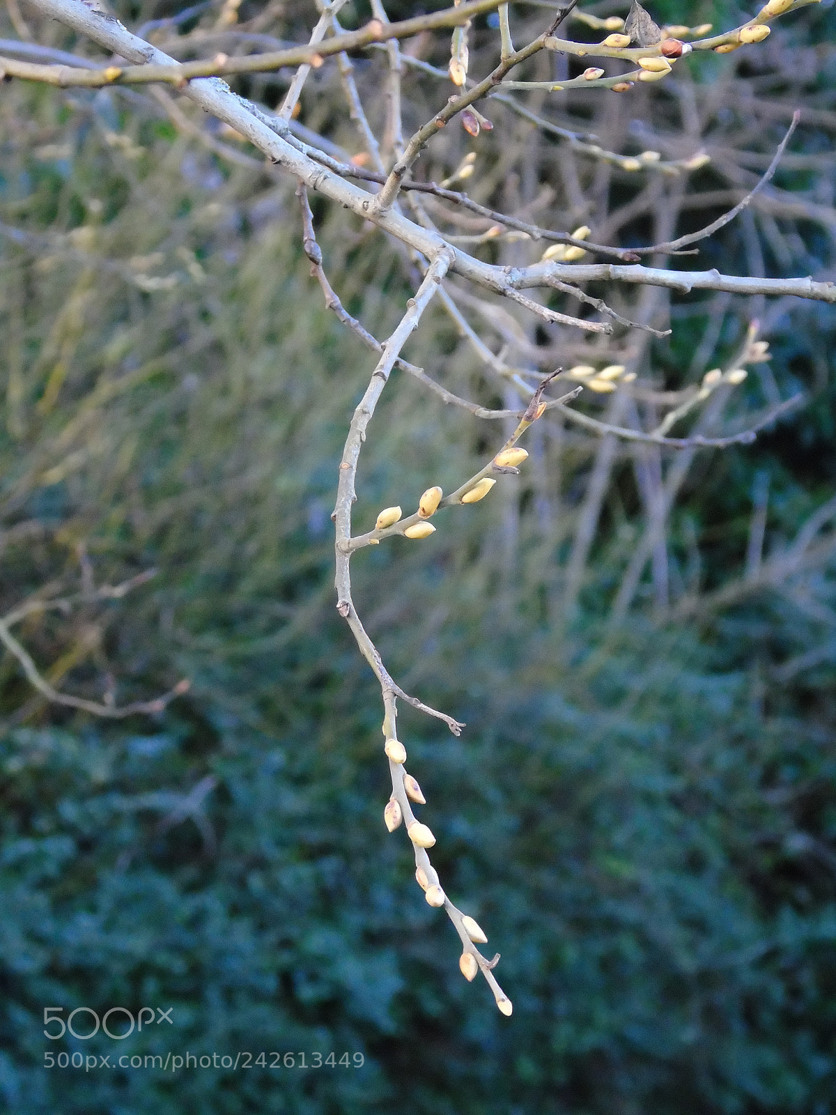 Sony Cyber-shot DSC-H400 sample photo. Tree in bud in photography