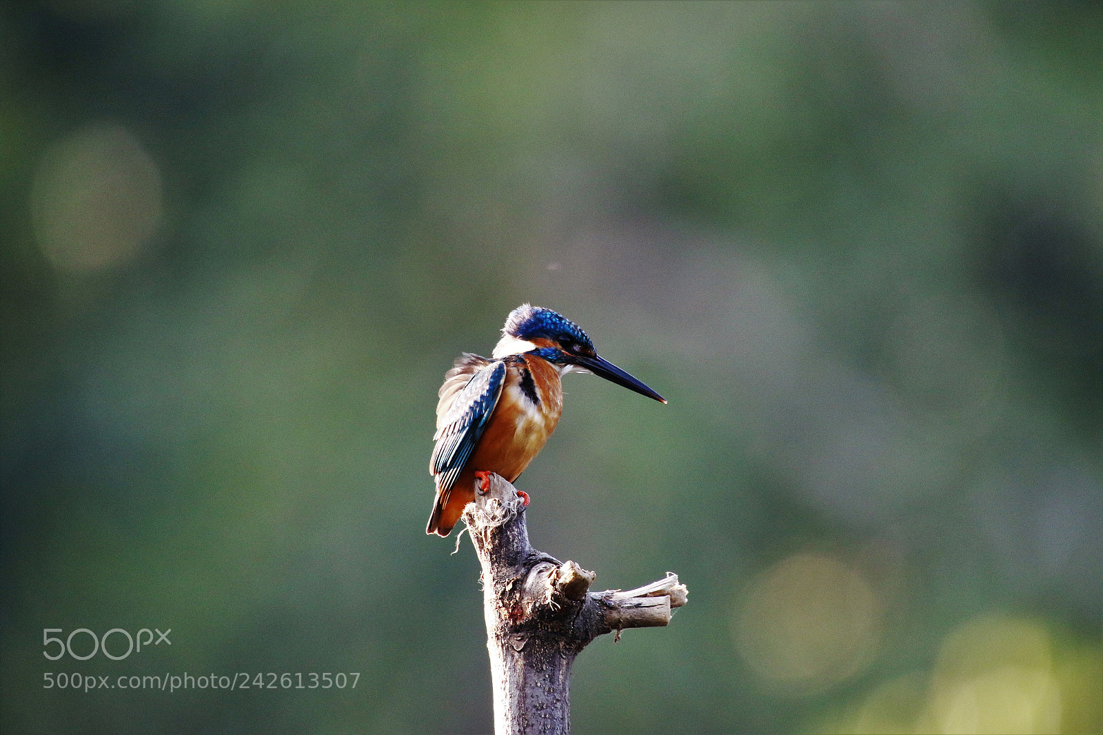 Canon EOS 7D Mark II sample photo. Common kingfisher photography
