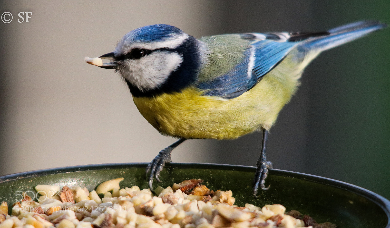 Canon EOS 750D (EOS Rebel T6i / EOS Kiss X8i) sample photo. The blue tit photography