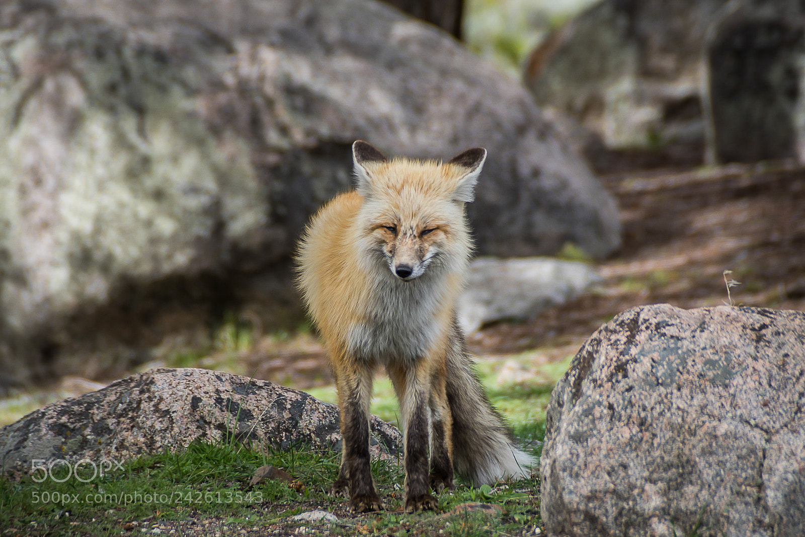 Sony ILCA-77M2 sample photo. Red fox squint, yellowstone photography