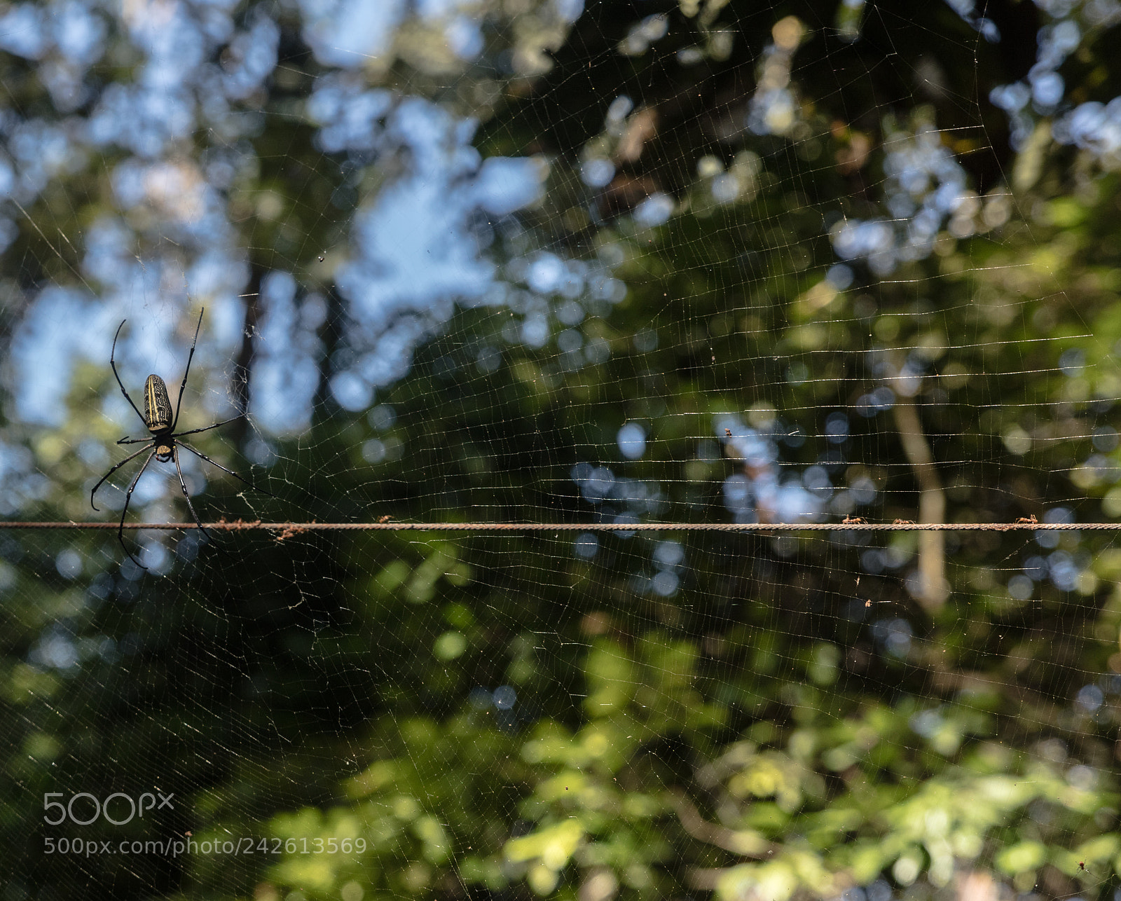 Canon EOS 5DS R sample photo. Spider  on a web photography