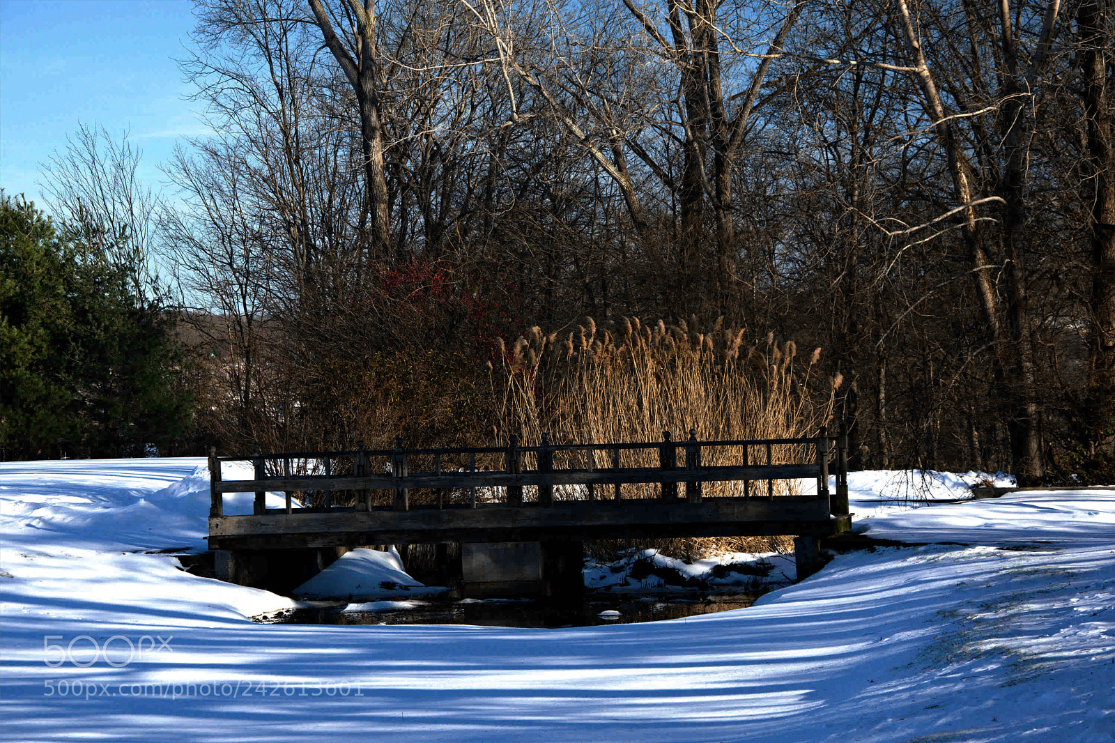 Nikon D7200 sample photo. Baummer's pond walk pp photography