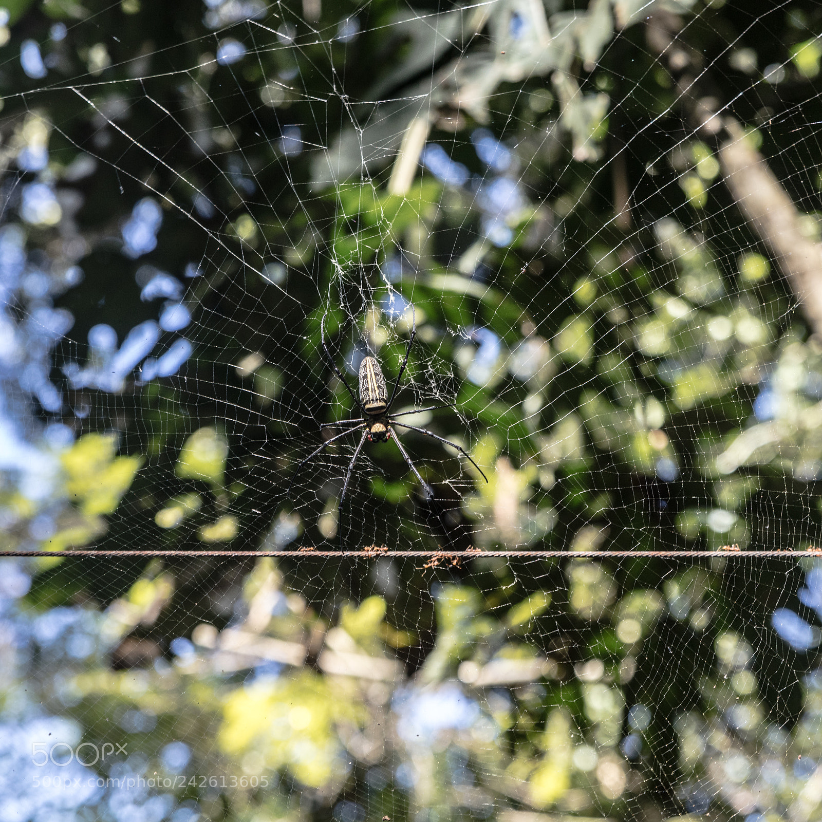 Canon EOS 5DS R sample photo. Spider  on a web photography