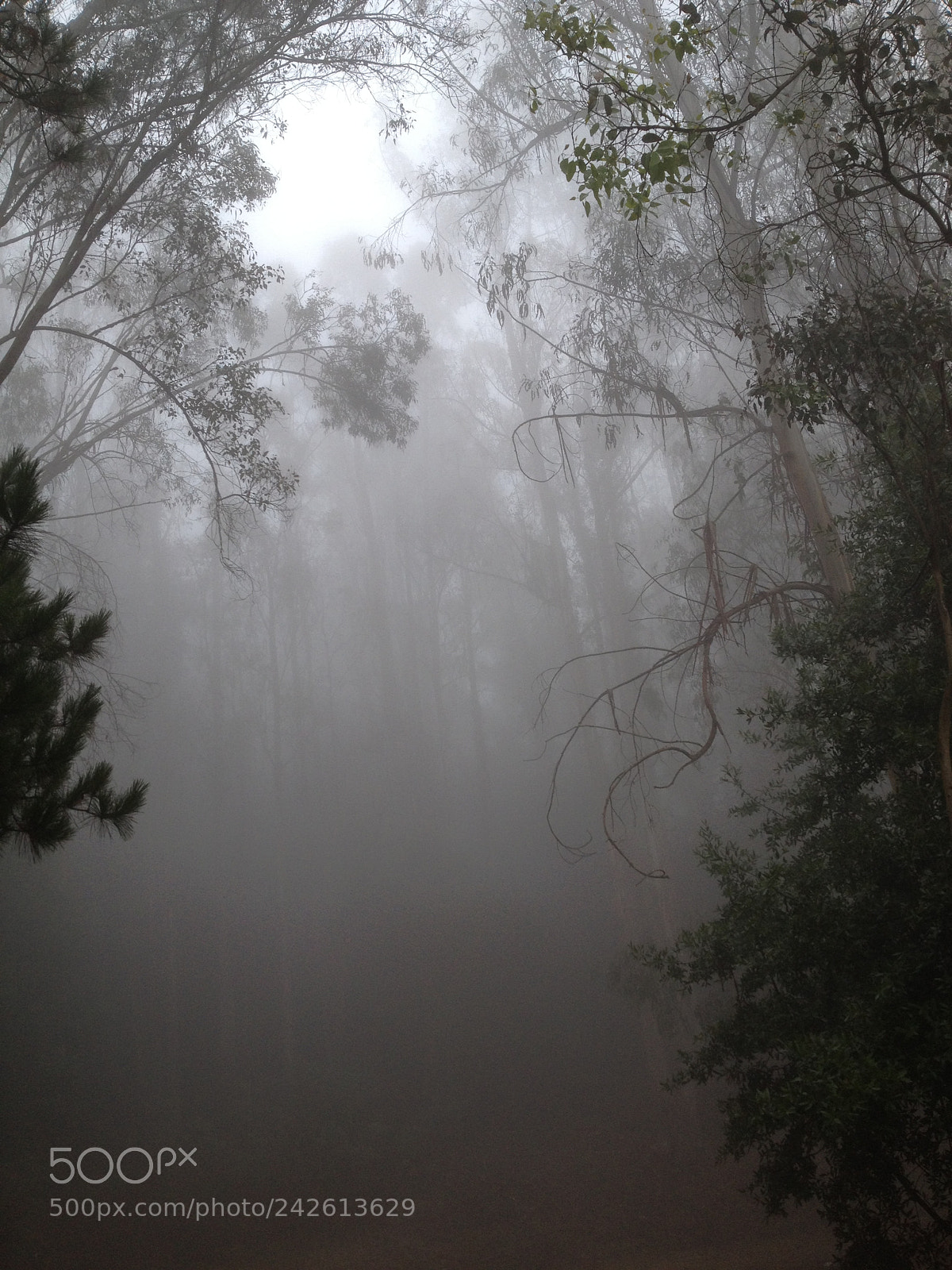 Apple iPhone 4S sample photo. Foggy photography