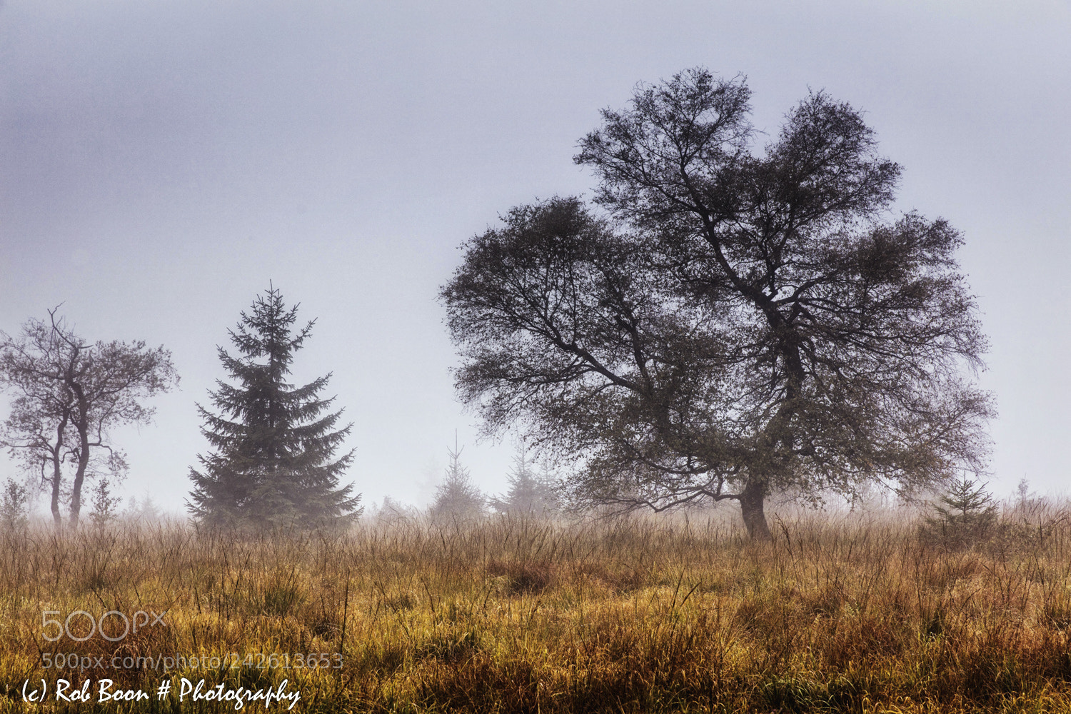 Canon EOS 5DS sample photo. Trees in the mist photography