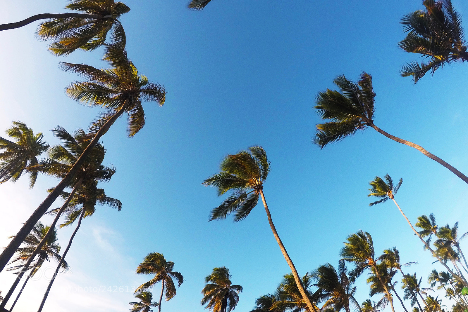 GoPro HERO4 Silver sample photo. Golden leaf photography