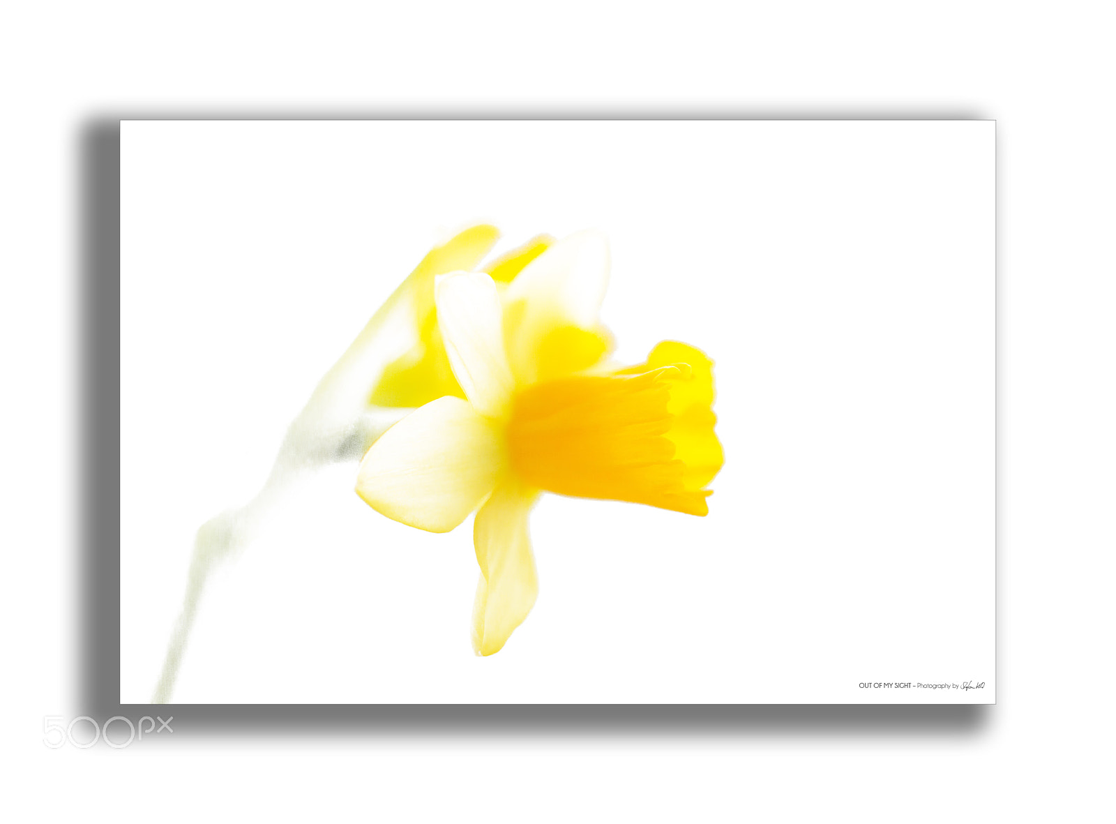 Canon EOS 600D (Rebel EOS T3i / EOS Kiss X5) sample photo. - yellow daffodil - photography
