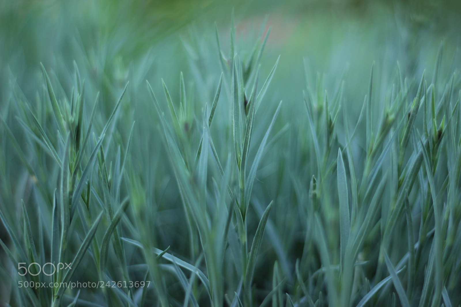 Canon EOS 550D (EOS Rebel T2i / EOS Kiss X4) + Canon EF 50mm F1.8 II sample photo. Grass photography