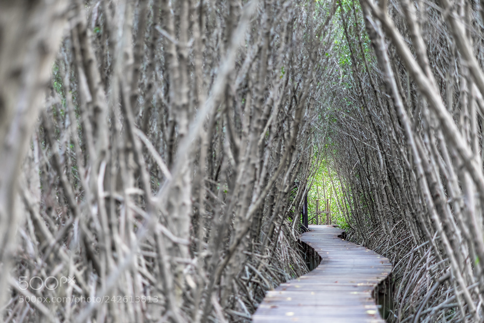 Sony a7 II sample photo. Walkway with wooden bridge photography