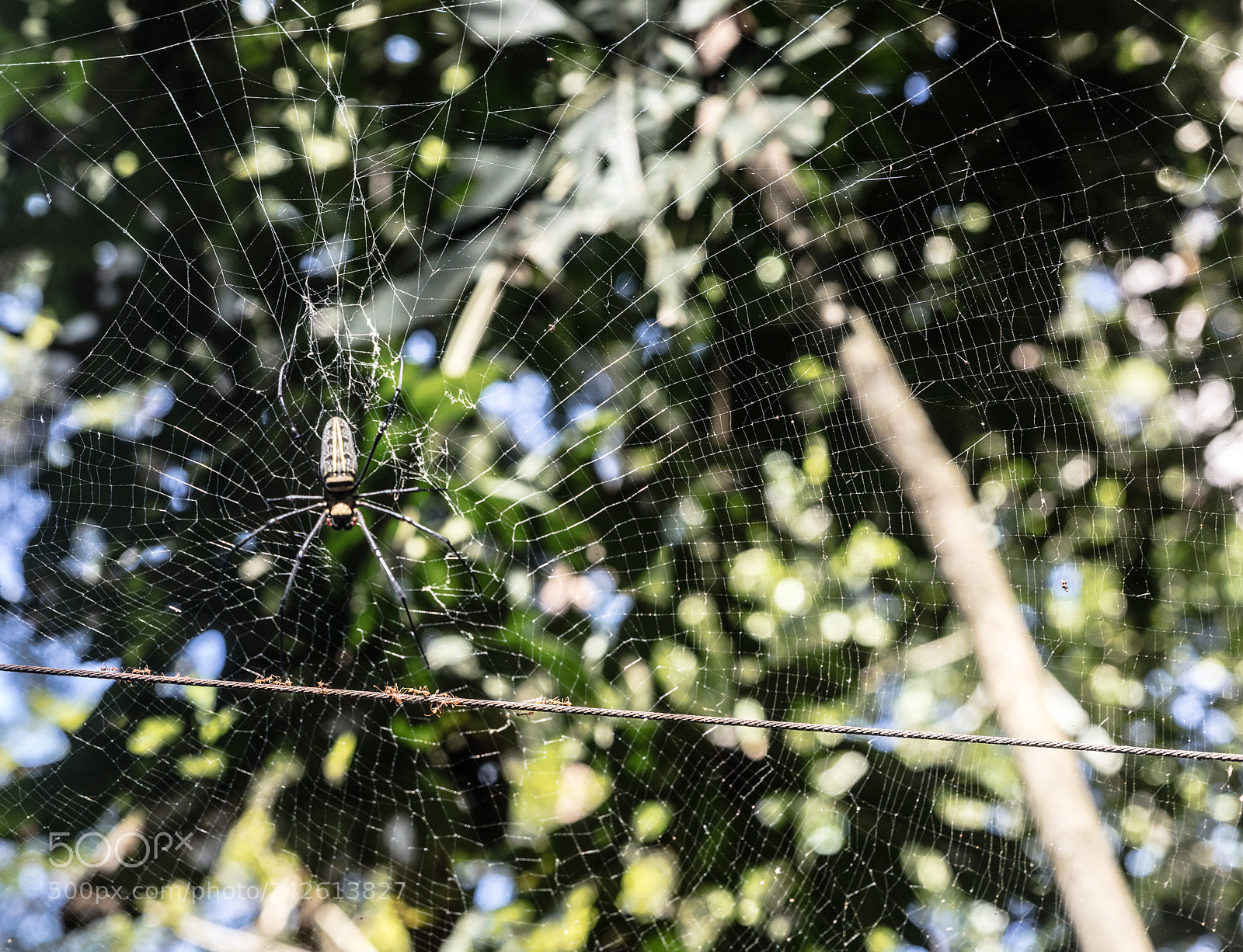 Canon EOS 5DS R sample photo. Spider  on a web photography