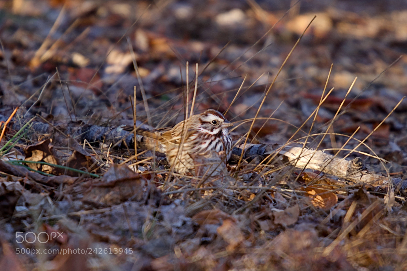 Nikon D5600 sample photo. Bird photography