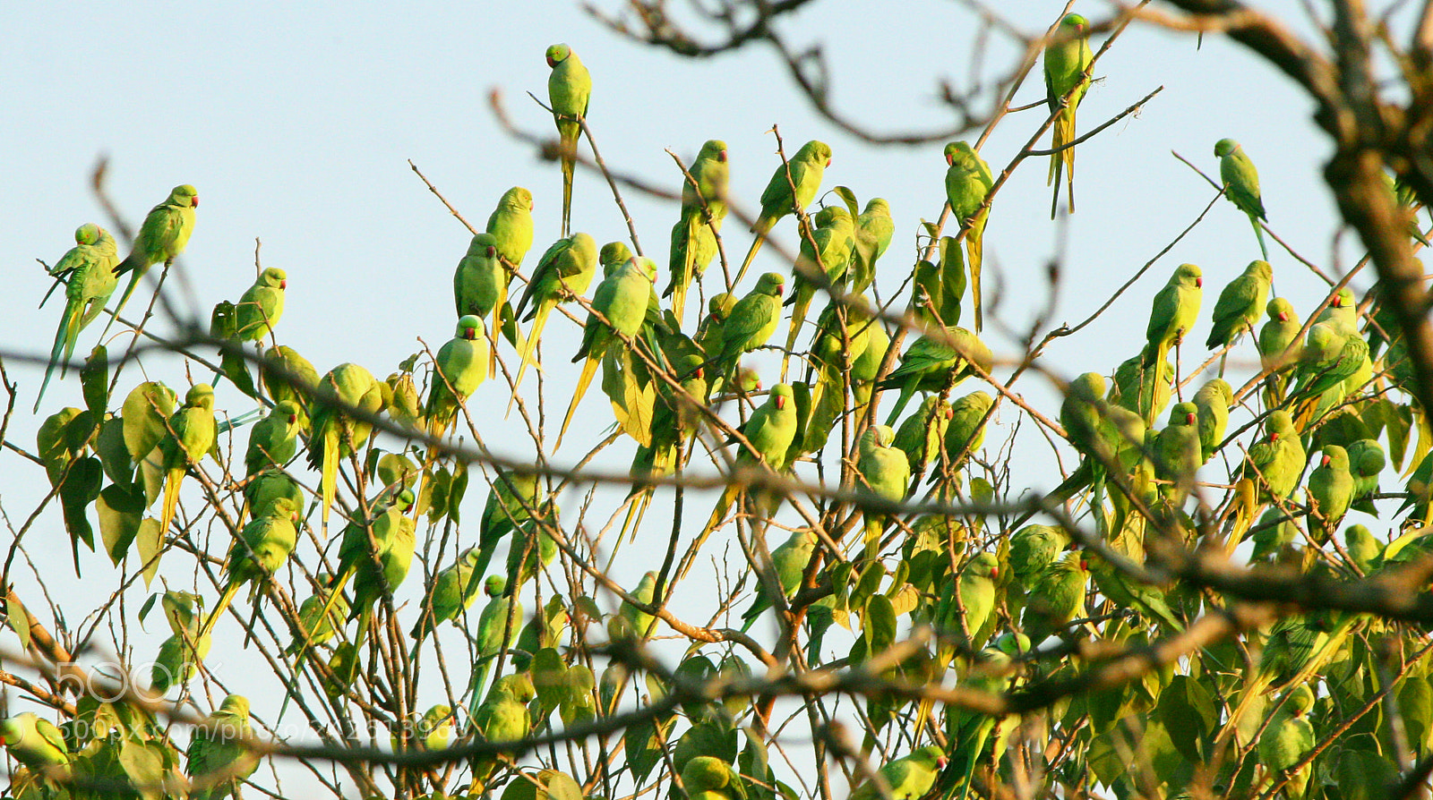 Canon EOS 1000D (EOS Digital Rebel XS / EOS Kiss F) sample photo. Parakeets second click my photography