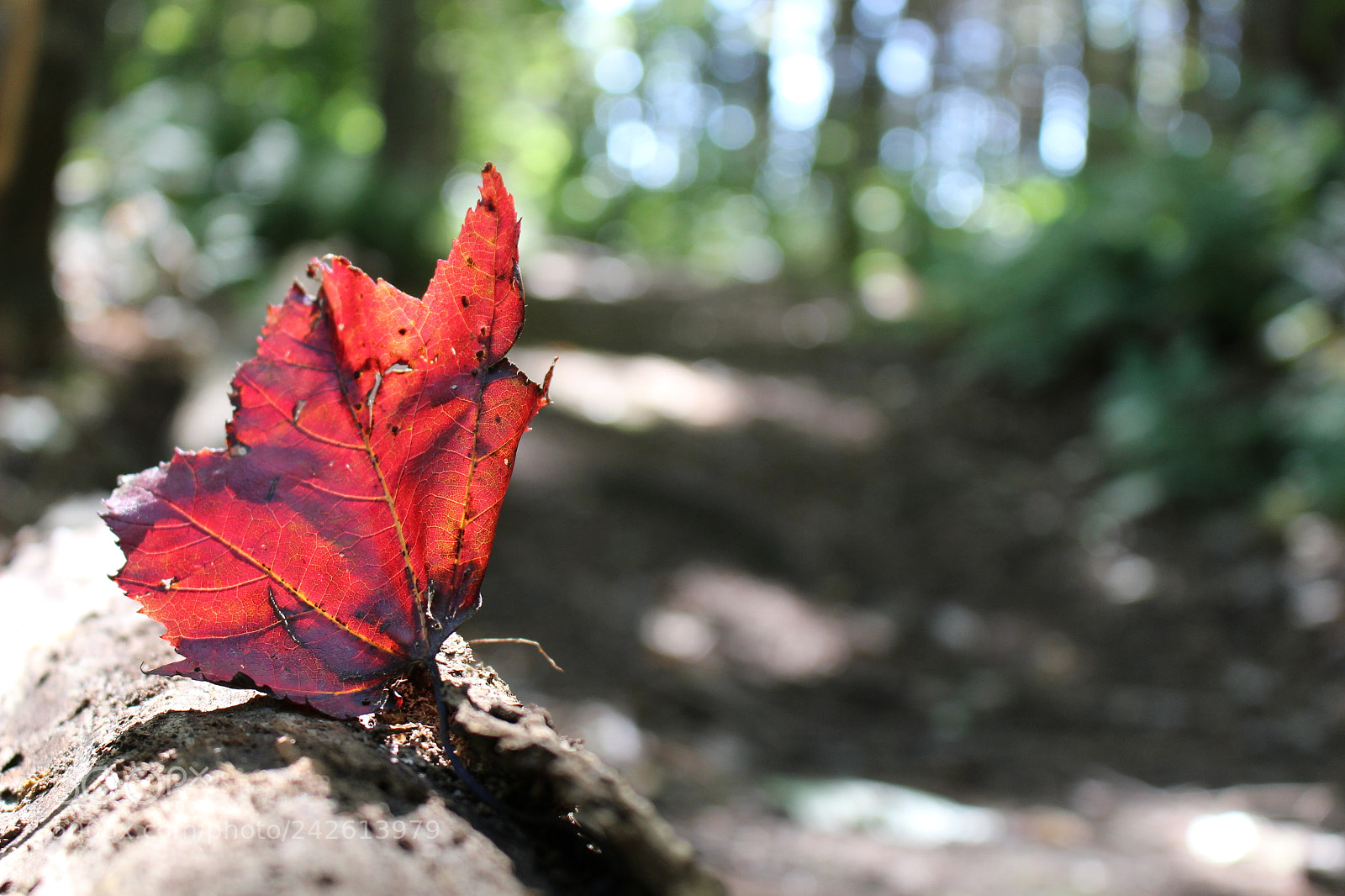Canon EOS 100D (EOS Rebel SL1 / EOS Kiss X7) sample photo. The lonely leaf photography
