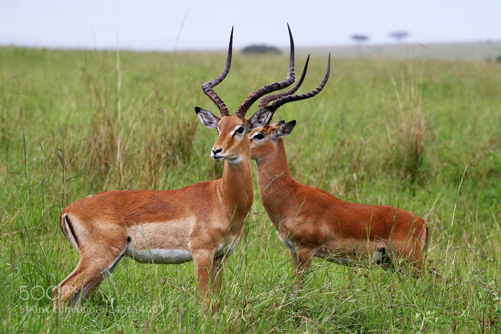 Canon EOS 7D Mark II sample photo. Impalas photography