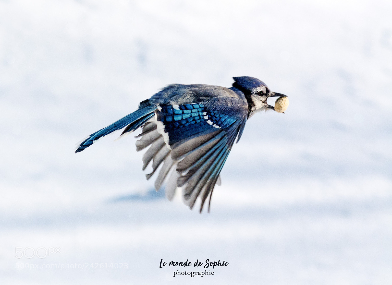 Nikon D7100 sample photo. Geai bleu photography