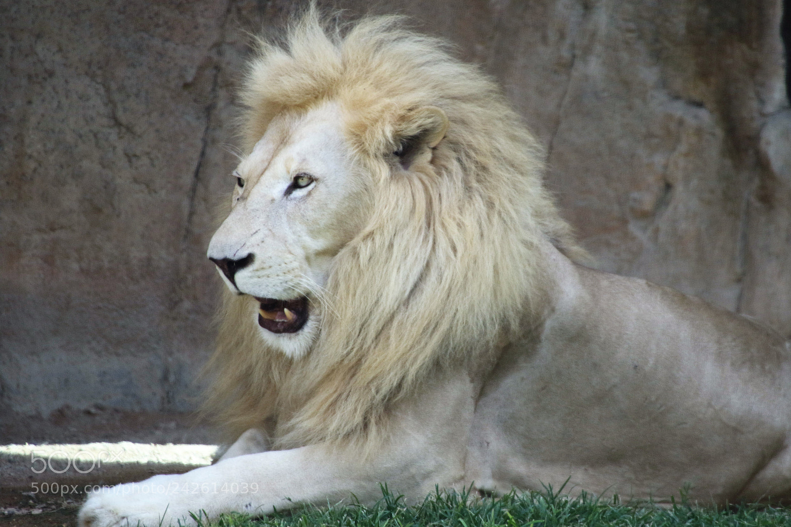 Canon EOS 7D Mark II sample photo. White lion photography