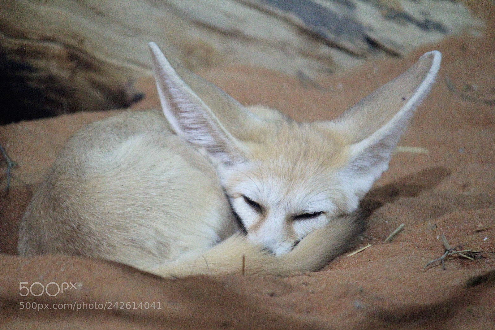 Canon EOS 550D (EOS Rebel T2i / EOS Kiss X4) sample photo. Fennec photography