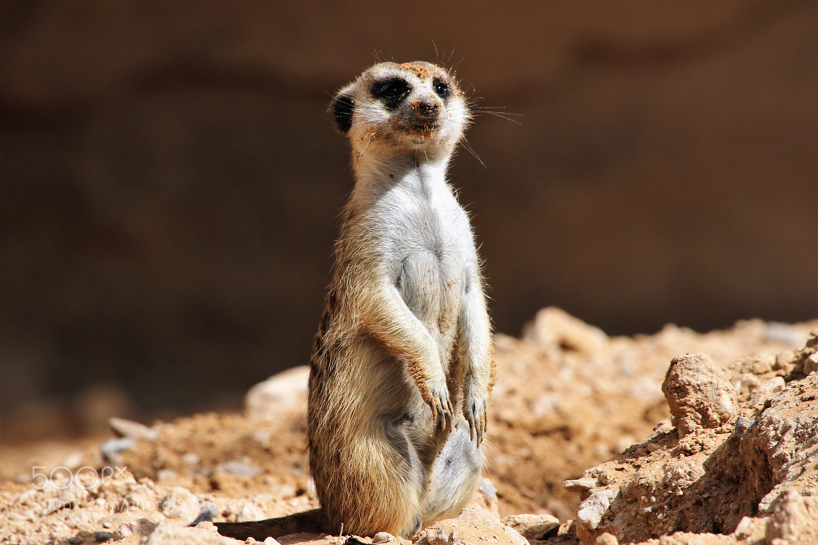 Canon EOS 7D Mark II sample photo. Suricate on watch photography