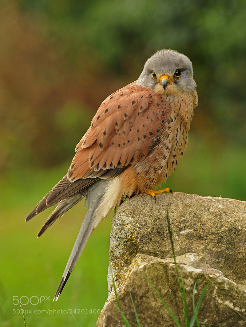 Nikon D700 sample photo. Kestrel photography